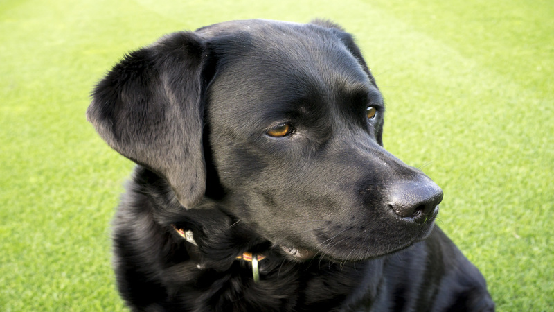 Get Your Dog’s Energy Out with Doggie Day Care in Parkville, MO