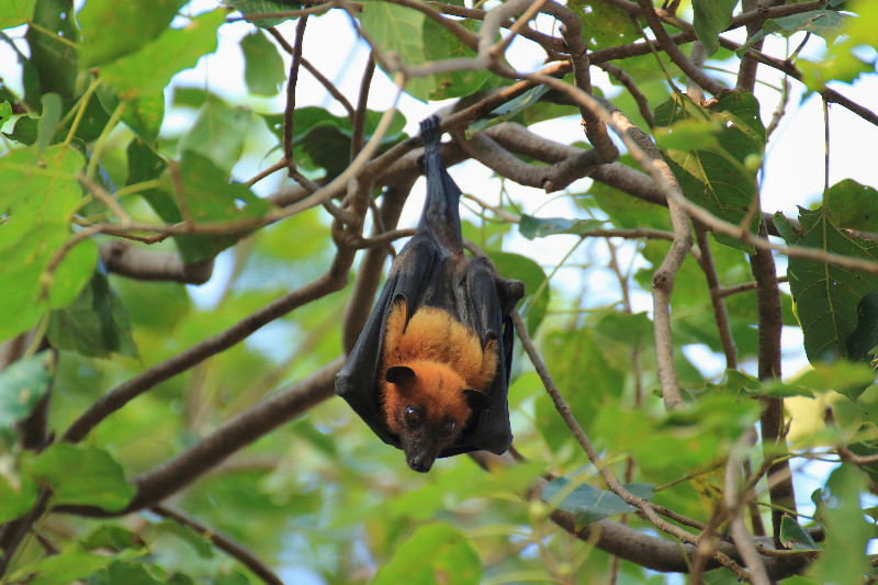 Nuisance Bat Removal in Reynoldsburg – topblogshub.com