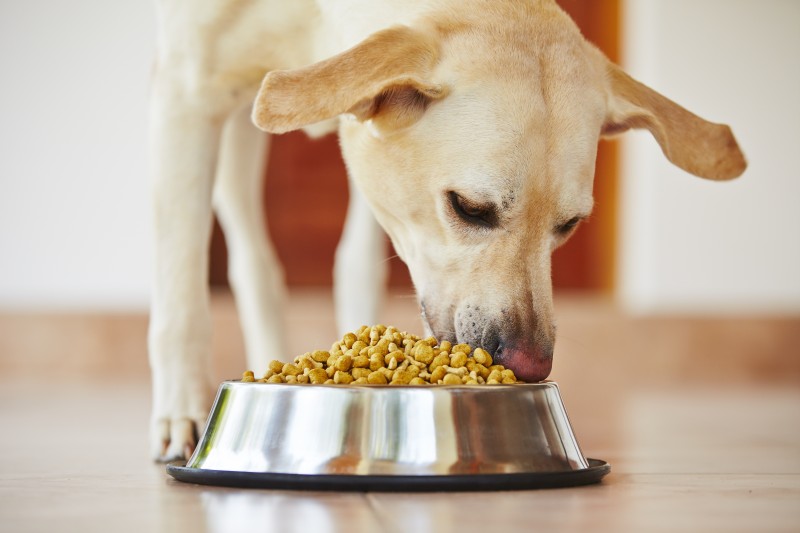 3 Incredible Reasons to Get Your Dog a Monthly Box of Treats