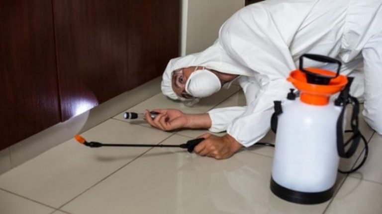 Signs That You Need Immediate Pest Control in Peachtree City, GA