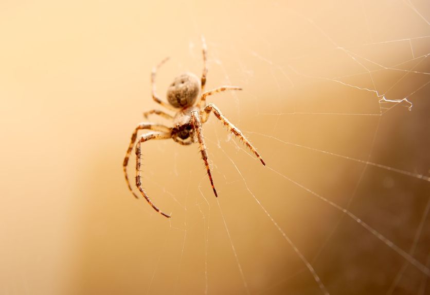 Children and Pets: The Importance of Spider Control in Newcastle