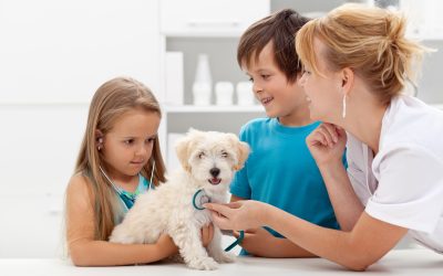 Compassionate Care for Every Pet – Your Trusted Animal Hospital in Fresno, CA