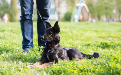 The Key to a Well-Behaved Pet – Dog Obedience Training in Las Vegas NV